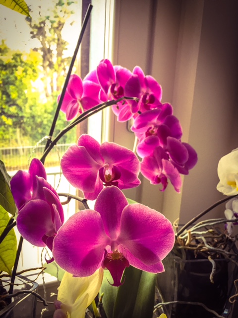 #orchidsItaly